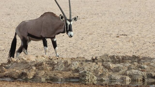 Wide shot of two gemsbok oryx antelopes walking towards a waterhole and having a drink, Kgalagadi Transfrontier Park.