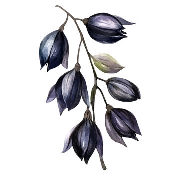 watercolor of Black Cumin draw graphic, isolated on a white background.