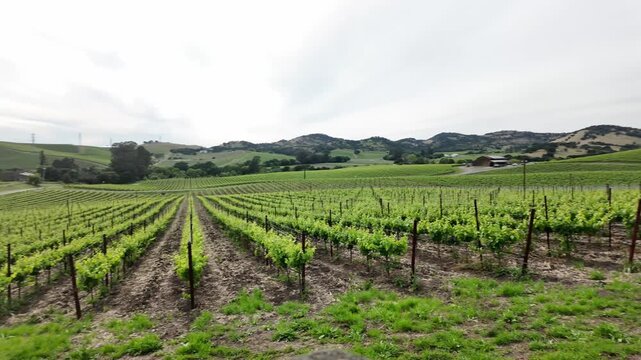 Scenic view of a beautiful vineyard in Napa Valley, California, with neat rows of young green grapevines stretching into the rolling hills under a cloudy sky during the spring season