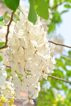 Cassia x nealiae H S Irwin and Barneby, fabaceae or LEGUMINOSAE CAESALPINIOIDEAE or White Rainbow Shower Tree or white flower