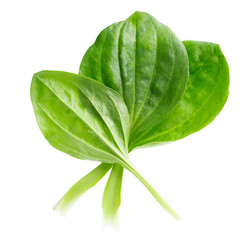 Fresh plantain leaves isolated on white background. Plantago major herb. Medicinal green leaves for traditional medicine. Clipping path. © vandycandy