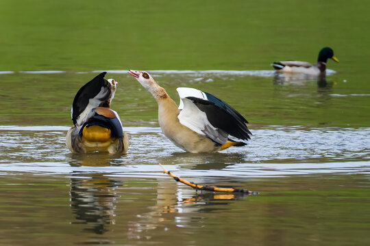 Two conflicting Egyptian geese on lake, reflections in green water