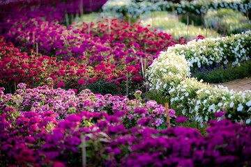 Obraz premium Chrysanthemums Botanical garden in autumn, flower ball. Purple chrysanthemum flowers purple annuals. pink chrysanthemum