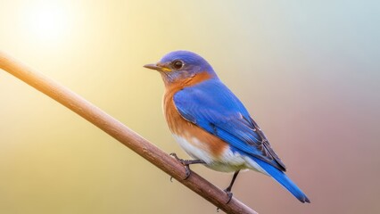 Obraz premium Vivid bluebird perches on a branch with soft sunlight