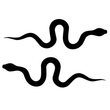 snake on a black background