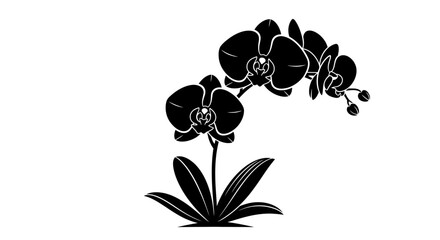 Black orchid silhouette on white background © gambar