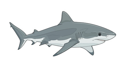 Fototapeta premium Illustration of a great white shark swimming on a white background.