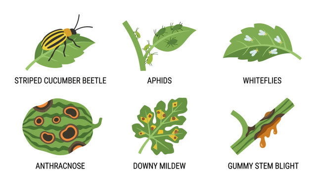 Educational vector illustration depicting common garden pests and plant diseases affecting healthy watermelon crops in a clear graphic style