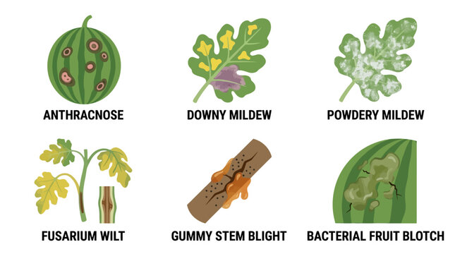 Educational illustration shows various common plant diseases affecting watermelon crops and leaves with detailed visual symptoms for agricultural identification purposes