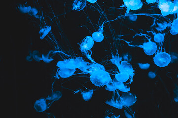 Jellyfish swim in dark water with blue lights creating a vivid underwater scene in an aquarium © ir1ska