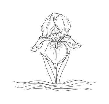 Black and white line of an iris flower with wavy lines below bloom botanical