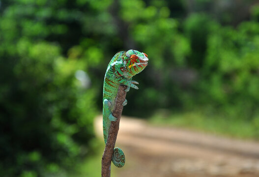 Madagascar Phanter Chameleon on a tree branch with vivid green leaves blurred blackground
