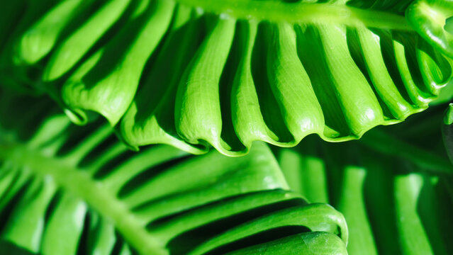 Macro close-up of lush green wavy leaves of Bird's Nest Fern