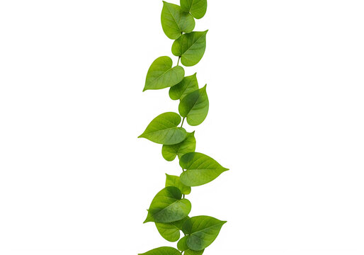 Vibrant green ivy vine leaves isolated on transparent background, png image