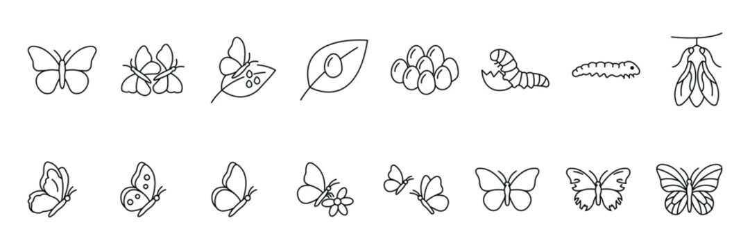 Butterfly life cycle stages with metamorphosis caterpillar and pupa minimal line art icon vector illustration.