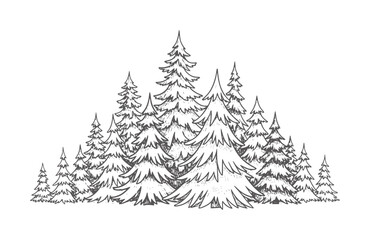 Obraz premium Hand drawn of a dense evergreen forest with varied tree heights trees nature pine