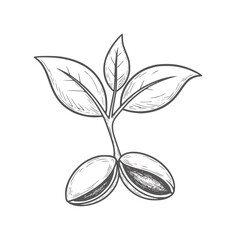 Obraz premium Hand drawn of a sprouting plant with leaves and seeds seedling growth leaf