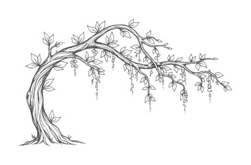 Hand drawn of a weeping willow tree with hanging blossoms handdrawn nature © Mehedi