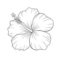 Single line of a hibiscus flower with stamen and petals outline botanical floral © Mehedi