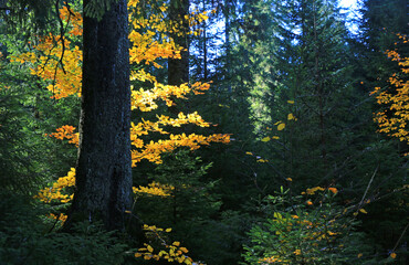 Obraz premium Sunlight filters through autumn leaves in a dense forest setting