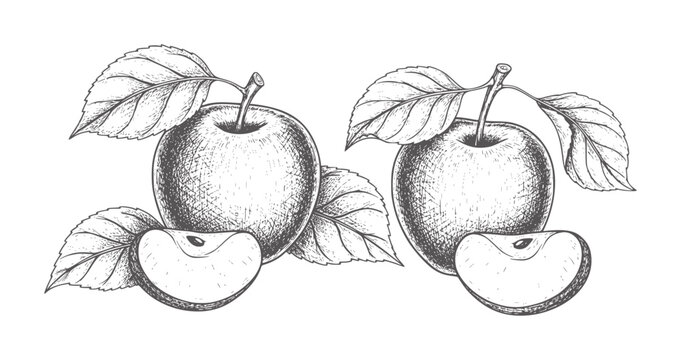 Two whole apples with leaves and two apple slices in style fruit food leaf