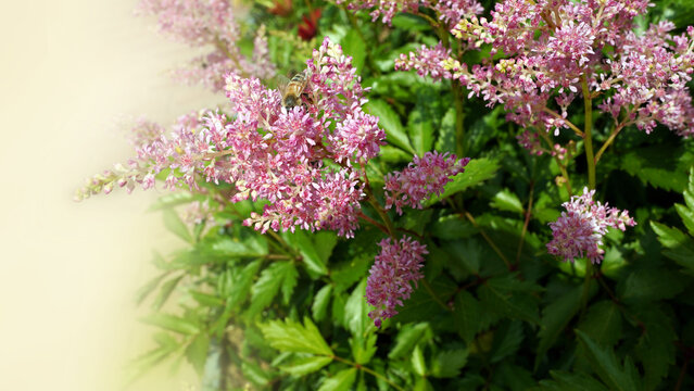 Vibrant Astilbe Japonica Perennial Flowers in Summer Garden