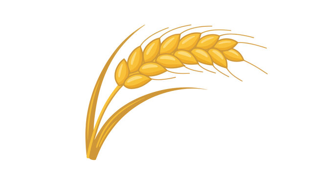 Golden Wheat Ears Isolated On White For Agriculture Concepts