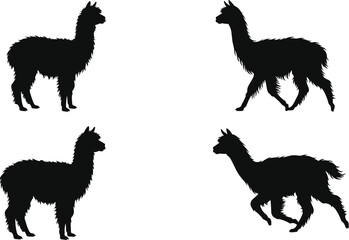 Obraz premium Alpaca and Llama Silhouette Collection with Walking and Standing Poses for Farm Animal Vector Illustration and Rustic Design