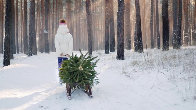 Young woman pulling small christmas tree on sled through sunny winter pine forest in slow motion.