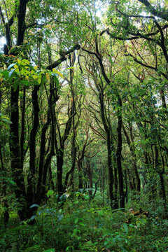 Deep misty rainforest in northern Thailand