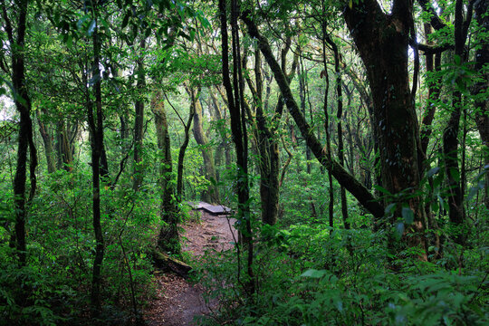 Deep misty rainforest in northern Thailand