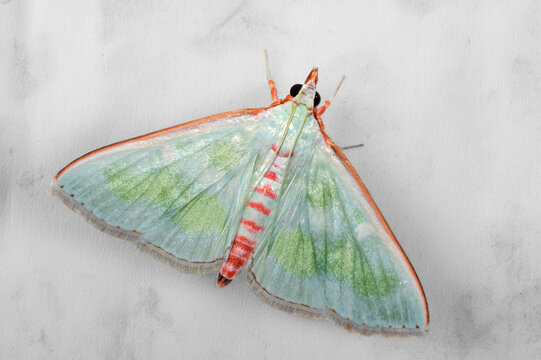 Close up of a vibrant green and red pearl moth on a plain background