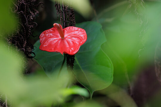 Red anthurium flower blooming in tropical malaysian forest
