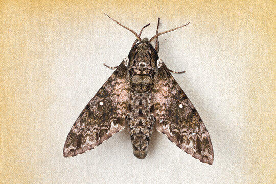 Hawk moth Dolbina inexacta resting on a textured surface