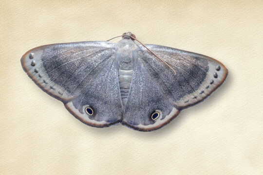 Grey moth with prominent circular eyespots on cream background