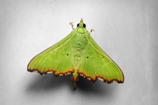 Green moth resting on wall in malaysia