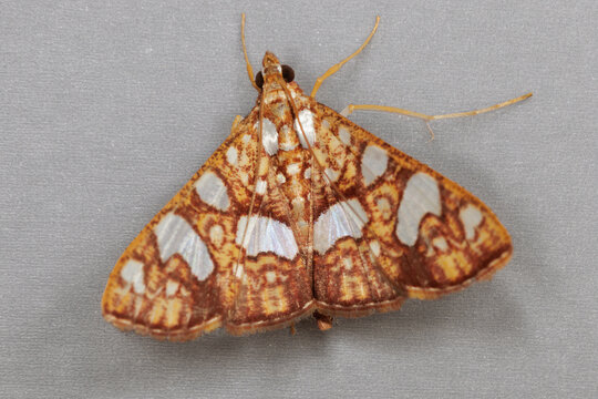 Ornate moth with patterned wings on gray background