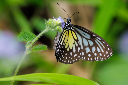 Yellow Glassy Tiger feeding on a wild flower in nature