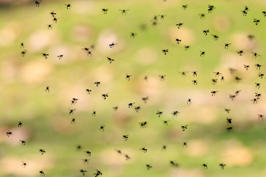 Swarm of stingless Bees from the tribe Meliponini, Thailand