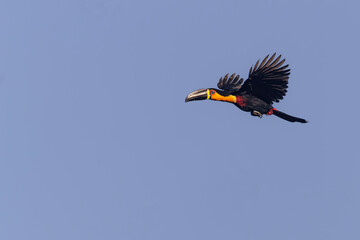 Obraz premium A colorful toucan is flying beneath the bright morning sun in the fall.