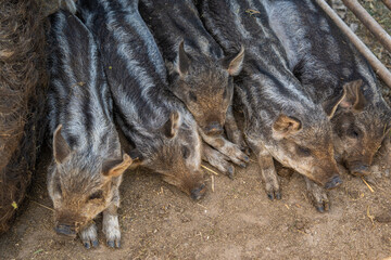 Close-up of Mangalica piglets with characteristic stripes sleeping together. Authentic scene of a traditional hairy pig breed on a rural farm in Serbia, showcasing animal texture and farm life. © Dragan