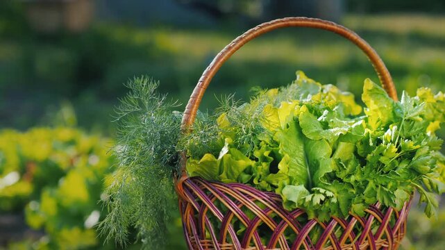 Fresh garden greens in wicker basket outdoors at sunset showing organic lettuce dill and parsley harvest.