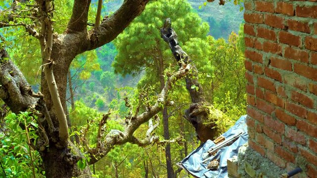 Cinematic view from a hillside home overlooking the lush green Himalayan forests in Nainital