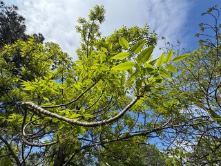 Fototapeta premium Fresh green leaves and delicate blossoms of a European Ash tree (Fraxinus excelsior) in spring. This detailed branch shot captures the pinnate foliage and pendulous flower clusters.