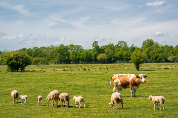 Obraz premium A brown and white cow standing in a green meadow with a group of small white lambs. Beautiful rural landscape showing domestic animals grazing together in the countryside on a sunny summer day.