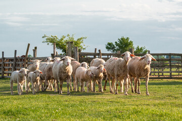 Fototapeta premium A curious flock of sheep and small lambs standing in a green meadow near a wooden fence. Authentic rural landscape of domestic animal husbandry in the countryside on a bright and sunny summer day.