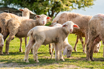 Obraz premium A curious flock of sheep and small lambs standing in a green meadow near a wooden fence. Authentic rural landscape of domestic animal husbandry in the countryside on a bright and sunny summer day.