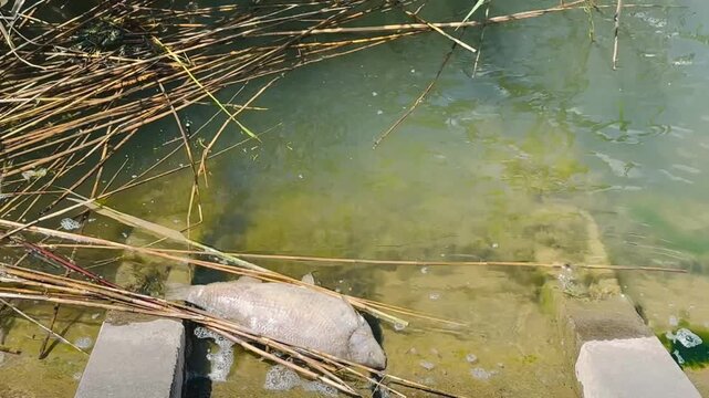 Moldova, Ribnica, May 14, 2026.
Dead Fish in Toxic Polluted Water Environmental Crisis Footage.
 Author: Djundiet A.
