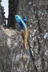Male Blue-headed Agama or Southern Tree Agama in the Waterberg region of South Africa © Wihan