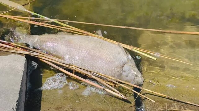 Moldova, Ribnica, May 14, 2026.
Detailed close-up of a dead fish floating in contaminated water near reeds. Symbolic image of environmental pollution, toxic contamination.
 Author: Djundiet A.